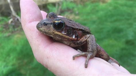 The Frog Rescue .